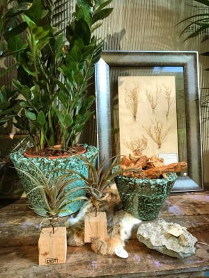 planten foto